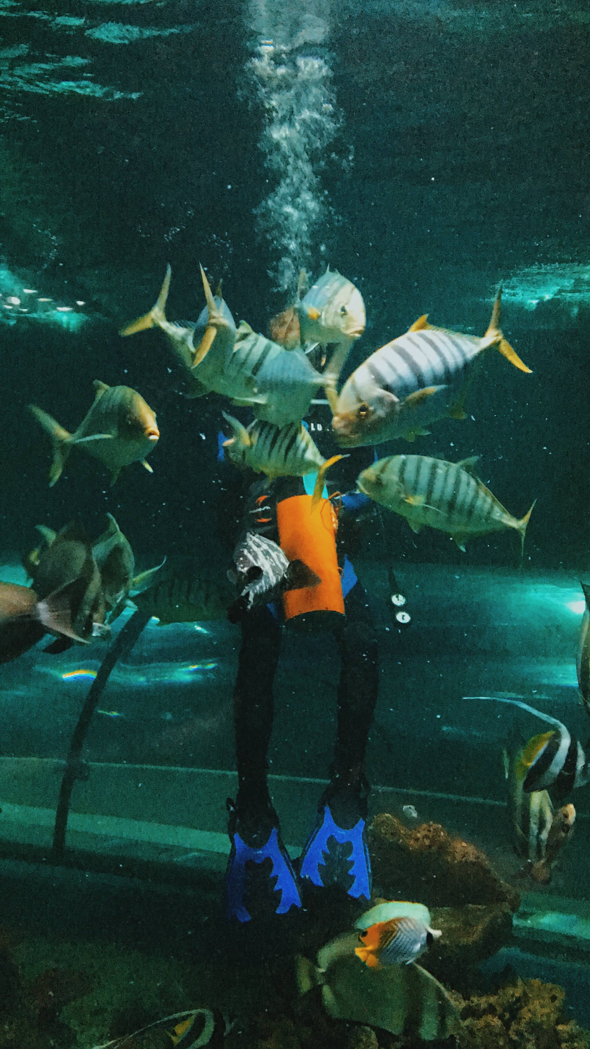 Boracay Oceanarium, Feeding fishes things to do in Boracay, Things to do in Boracay Island, Boracay island travel guide, budget travel in boracay island, Boracay Island