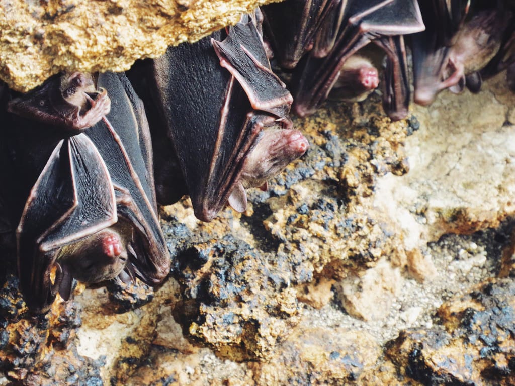 Things to do in Samal Island, Monfor Bat Sanctuary Samal Island
