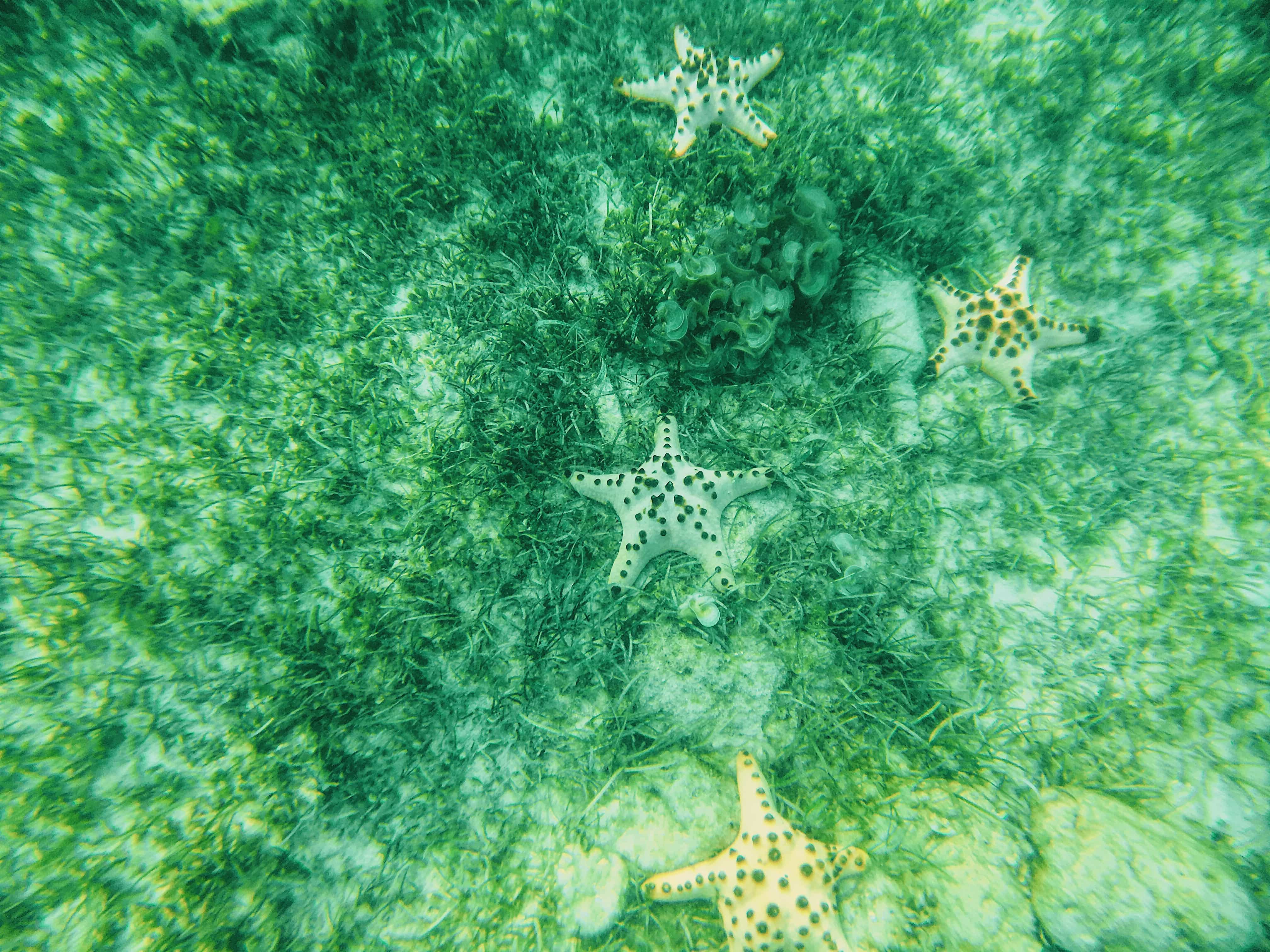 Samal Island tourists spots, paradise island samal, samal beach resorts, samal island beach resorts, samla beaches, samal island davao, samal island, things to do in Samal Island