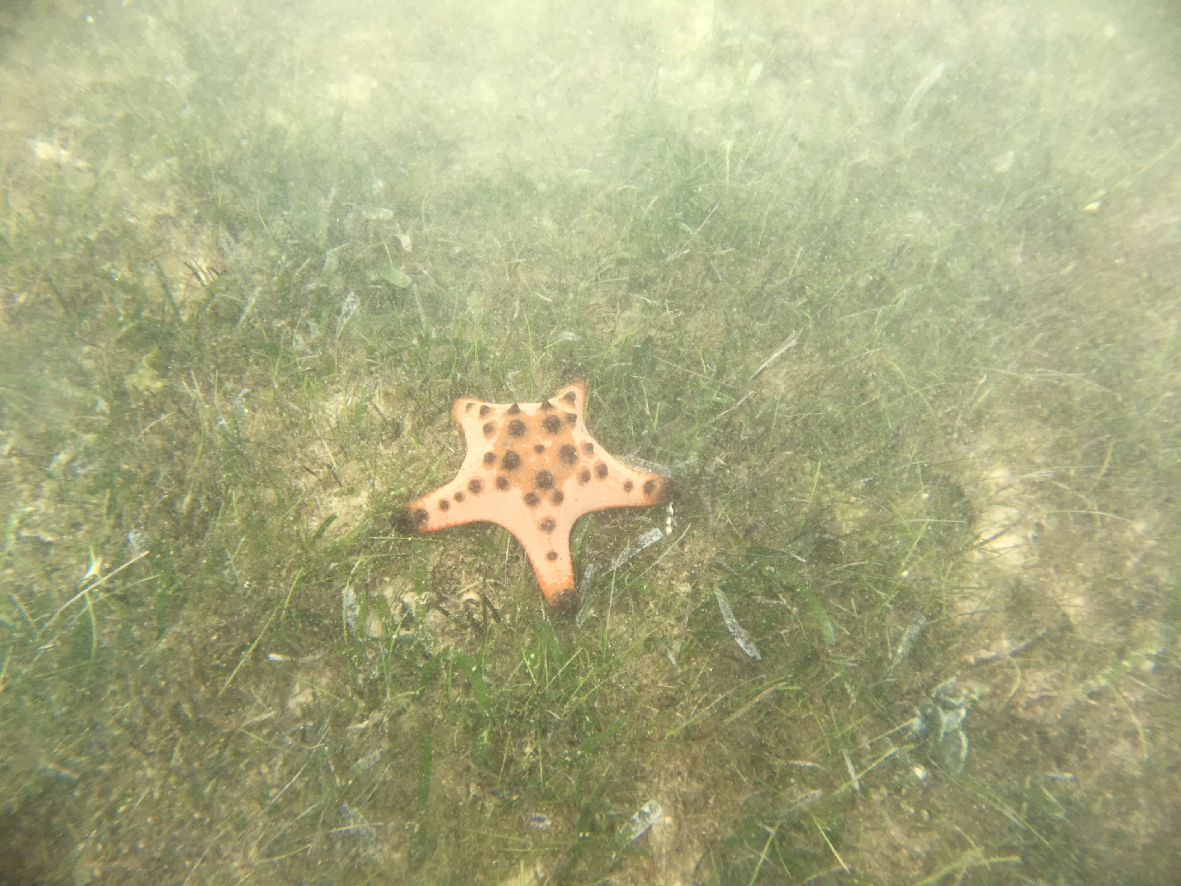 things to do in bohol, bohol tourist spots, chocolate hills in bohol, bohol tourist spots itinerary, bohol tourist spots, what to do in loboc bohol, where to stay in bohol, how to get to bohol