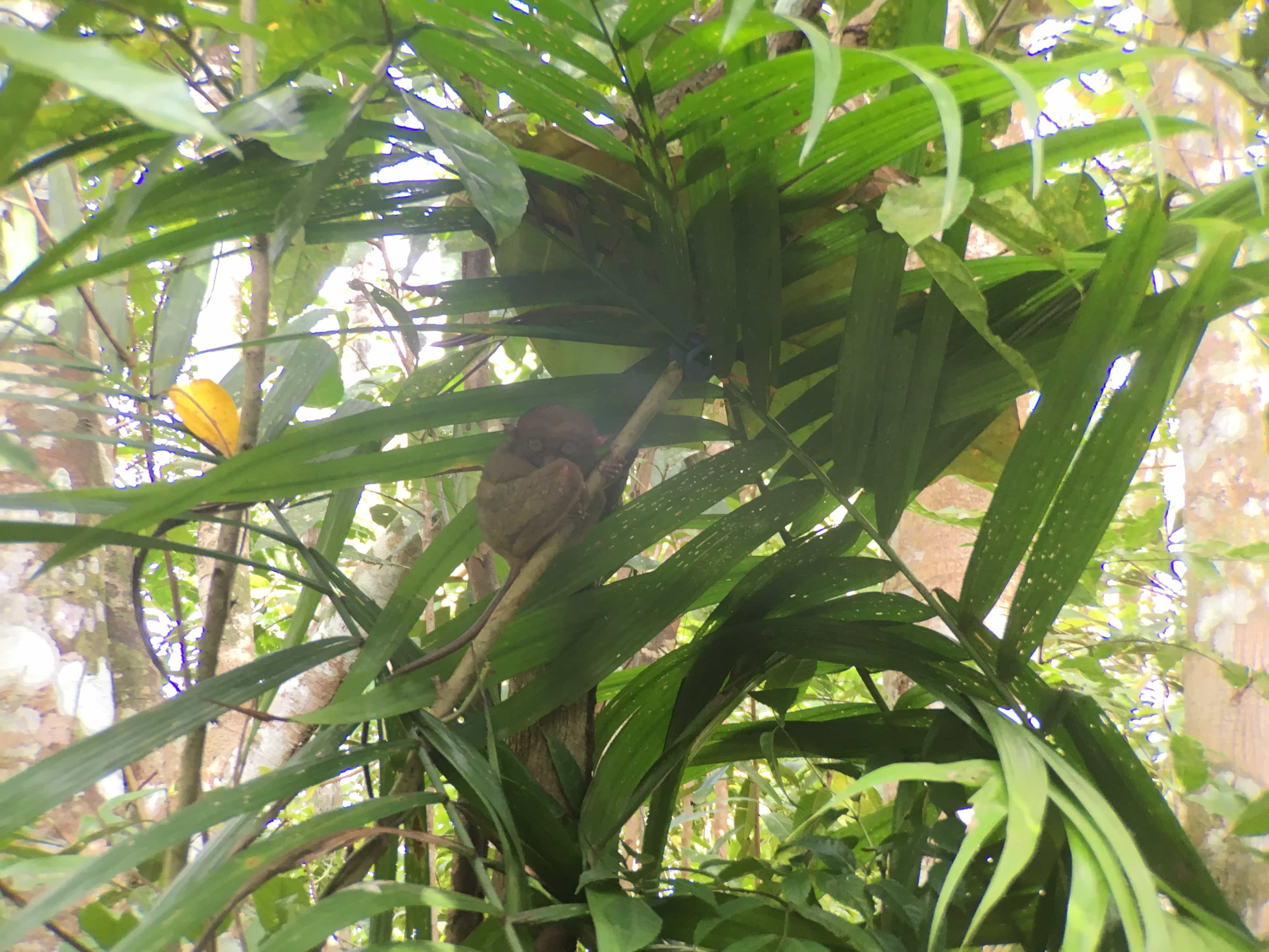 things to do in bohol, bohol tourist spots, chocolate hills in bohol, bohol tourist spots itinerary, bohol tourist spots, what to do in loboc bohol, where to stay in bohol, how to get to bohol