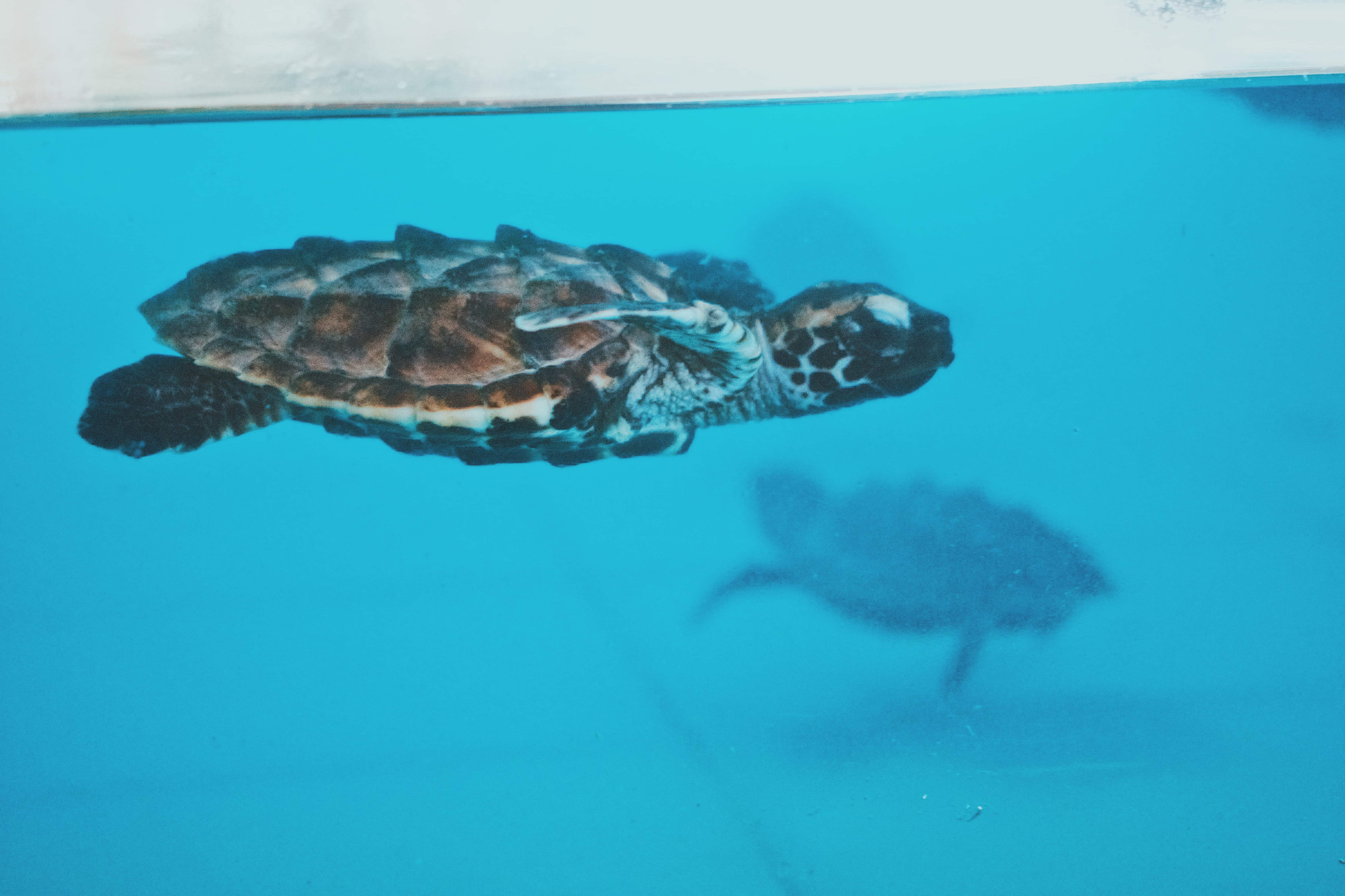 things to do in gili trawangan, how to get to Gili Trawangan, gili trawangan viewpoint, things to do in gili air, places to go in gili trawangan, romantic things to do in gili trawangan, gili islands, gili trawangan booze cruise