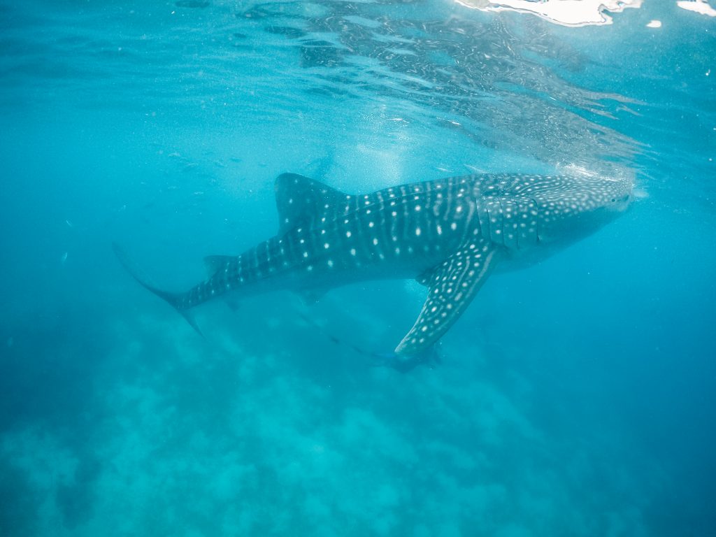 dumaguete to oslob, oslob to dumaguete, dumaguete to oslob ferry, dumaguete to oslob ferry schedule, dumaguete to oslob roro, dumaguete tourist spots, things to do in Dumaguete City (Travel Guide)