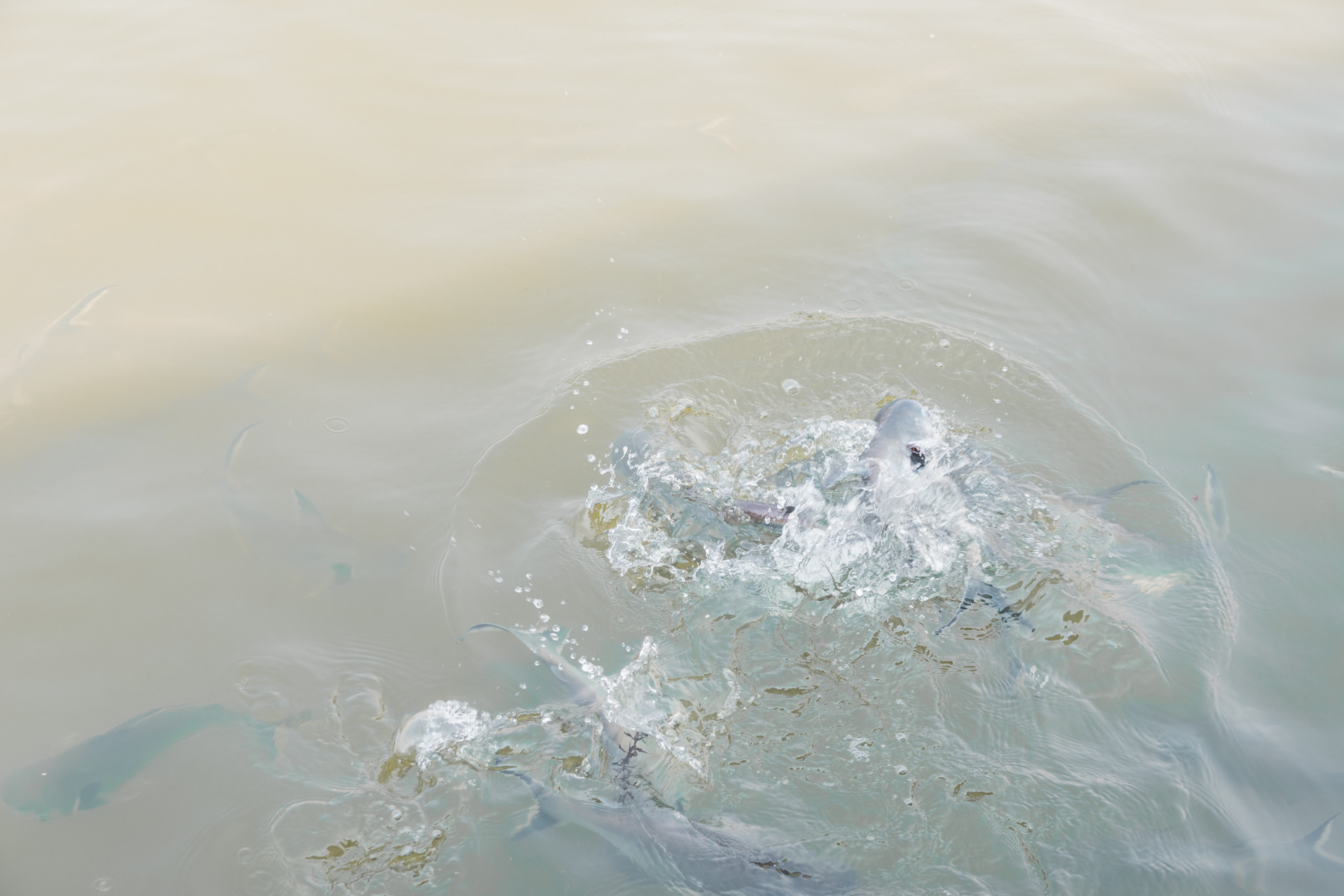 How to Get From Bangkok Airport to Khao San Road Best Way 11 How to get Khao San Road from the airport, How to get Khao San Road, Khao San Road night market, Where to stay in Khao San Road, where to sleep in Khao San Road, what to do in Khao San Road, What to eat in Khao San Road, Unicorn Cafe