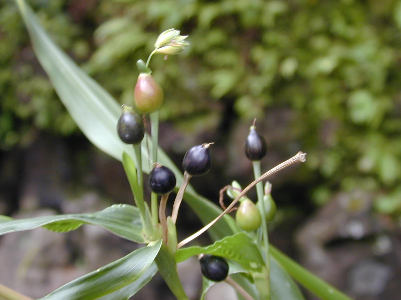 21 Best Iloilo Tourist Spots and Things To Do in Iloilo (Travel Guide) 18 Starr 020803 0123 Coix lachryma jobi