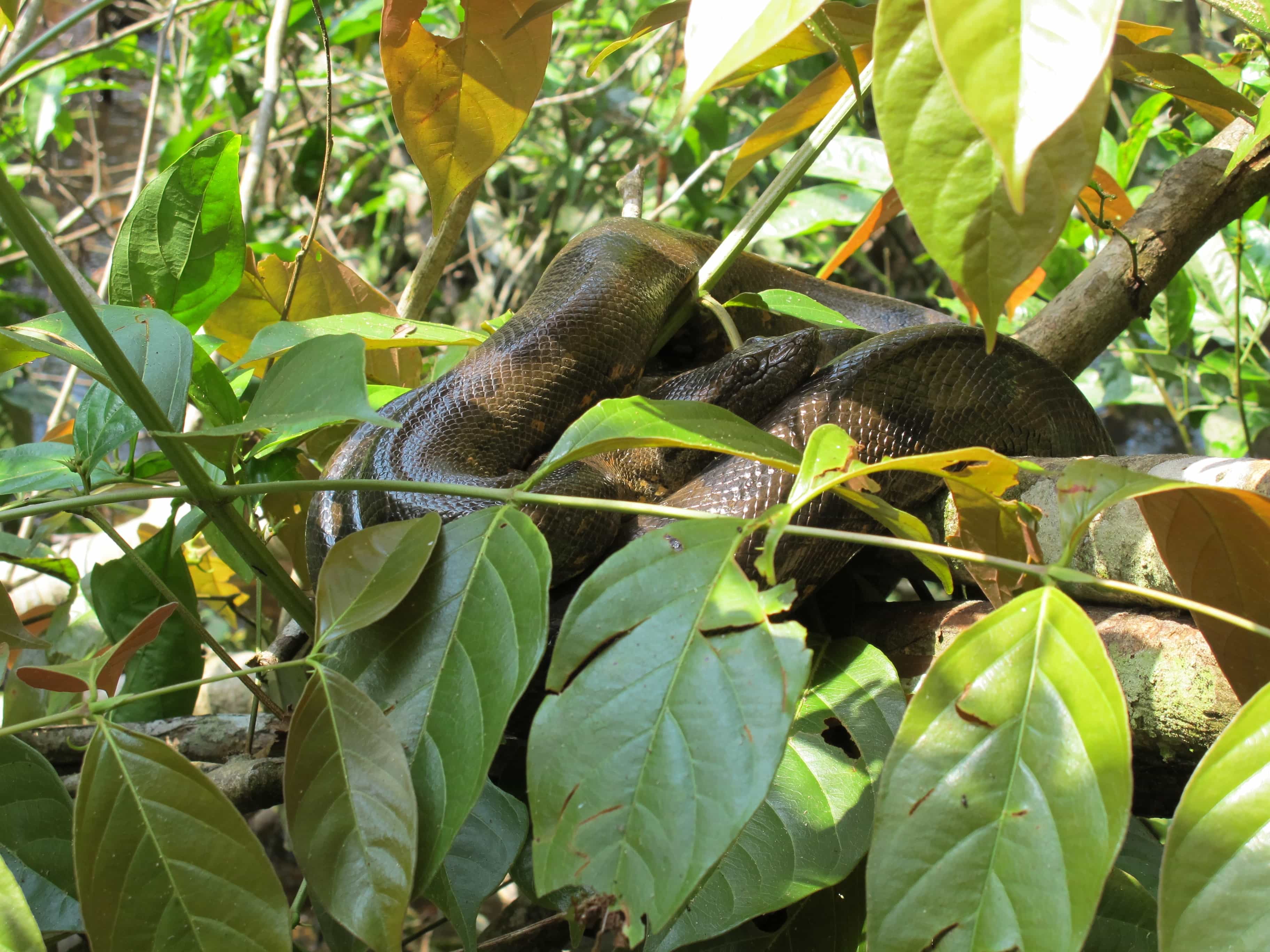 Things To do in Ecuador, places to visit in Ecuador, Ecuador travel guide, Ecuador travel itinerary, guinea pig food, where to stay in Ecuador