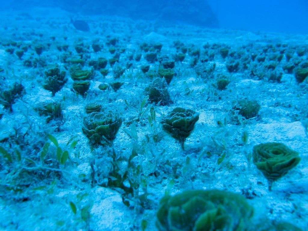 things to do in Honduras, backpacking Honduras, places to visit in Honduras, Honduras travel guide, Honduras travel itinerary, best time to visit Honduras