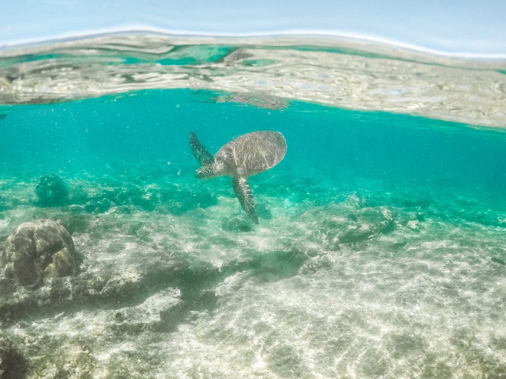 10 Most Instagrammable Places in Cebu 11 instagrammable places in Cebu, Apo Island