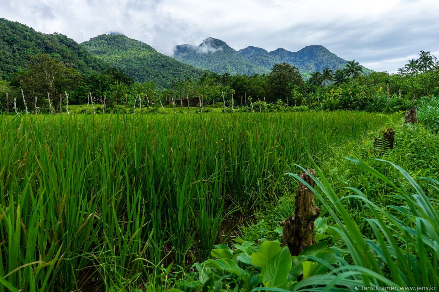 Sagay Rice Fields, Camiguin tourist spots, things to do in camiguin