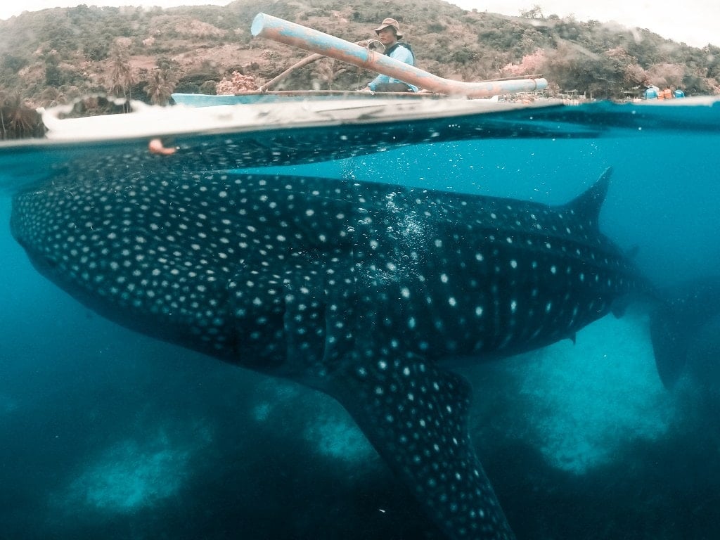 27 Most Instagrammable places in the Philippines 22 top instagrammable places in the Philippines, whaleshark in oslob