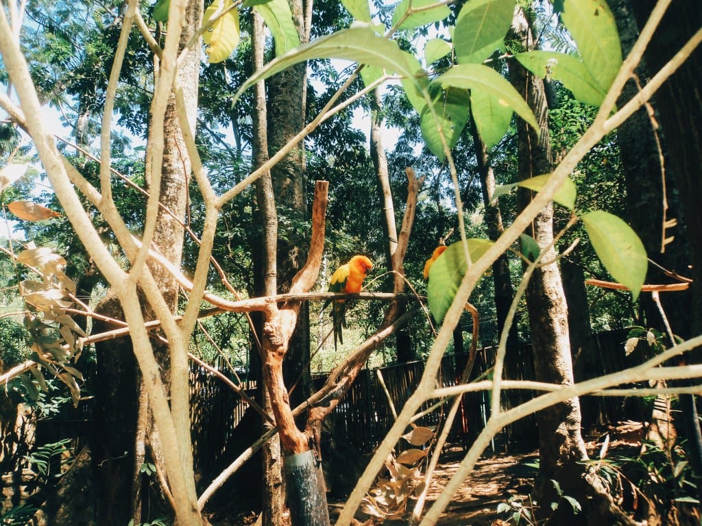 Zoobic, things to do in Subic, Subic travel guide