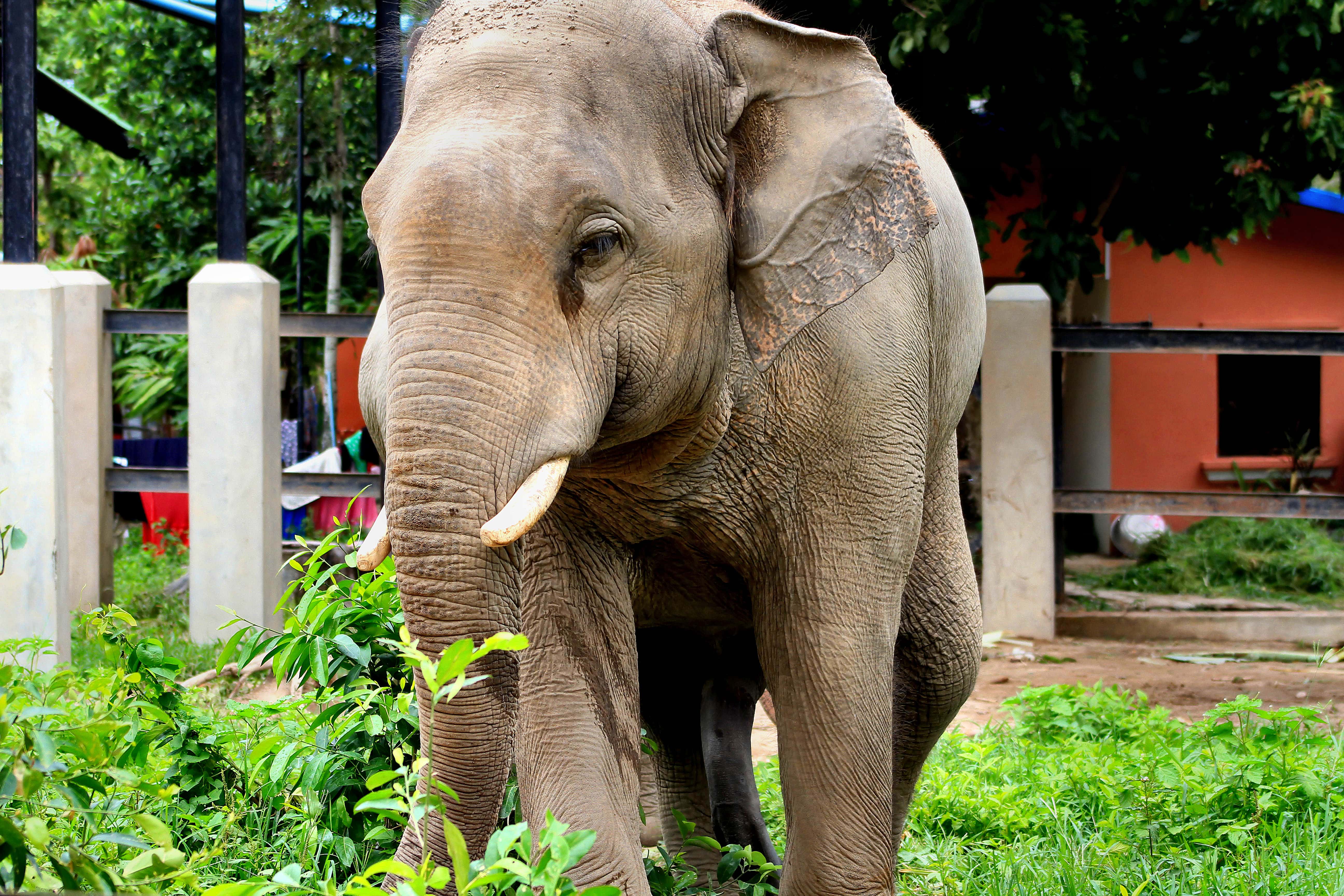 Cambodia Tourist Spots, Phnom Tamao Wild Center