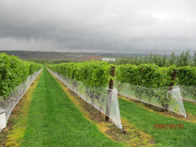 La Union tourist spots, La Union travel guide, grape farm