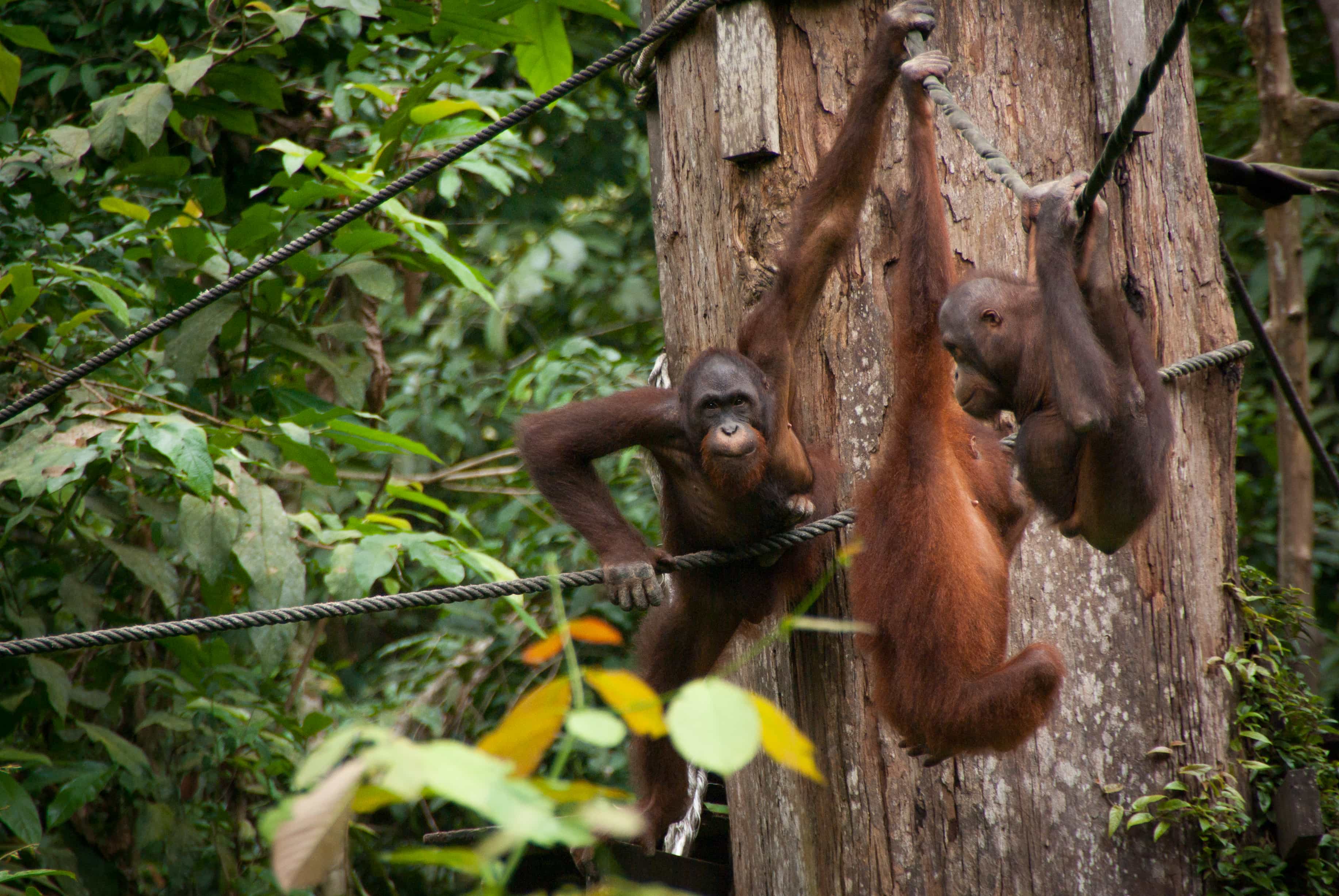 sepilok rehabilitation centre, Malaysia tourist spots