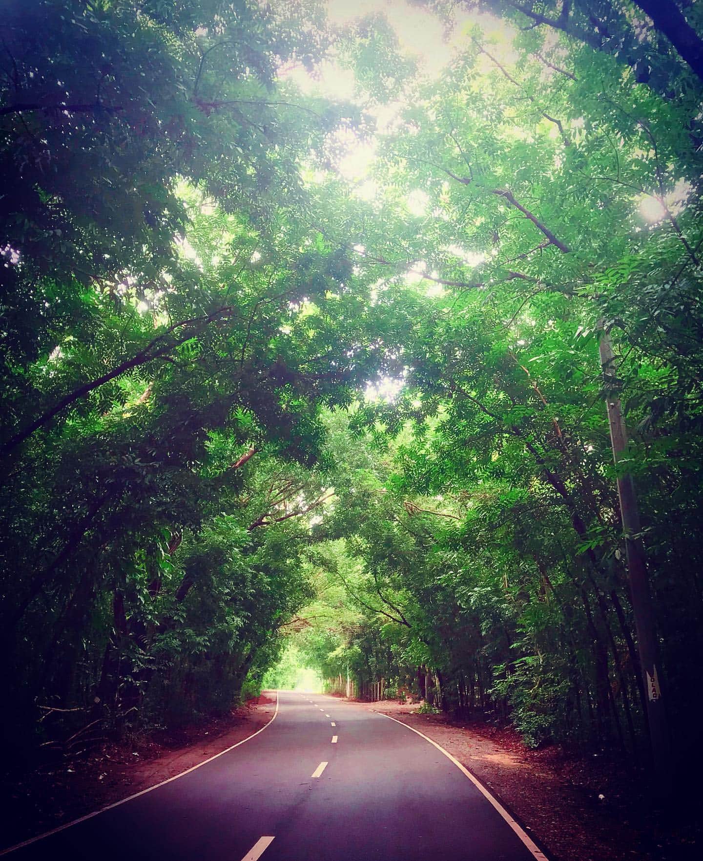 Paraoir Man Made Forest, things to do in La Union, La Union tourist spots