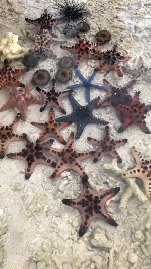 Things to do in Boracay Island, Boracay island travel guide, budget travel in boracay island, Boracay Island, snorkelling in Boracay, starfishes in Boracay