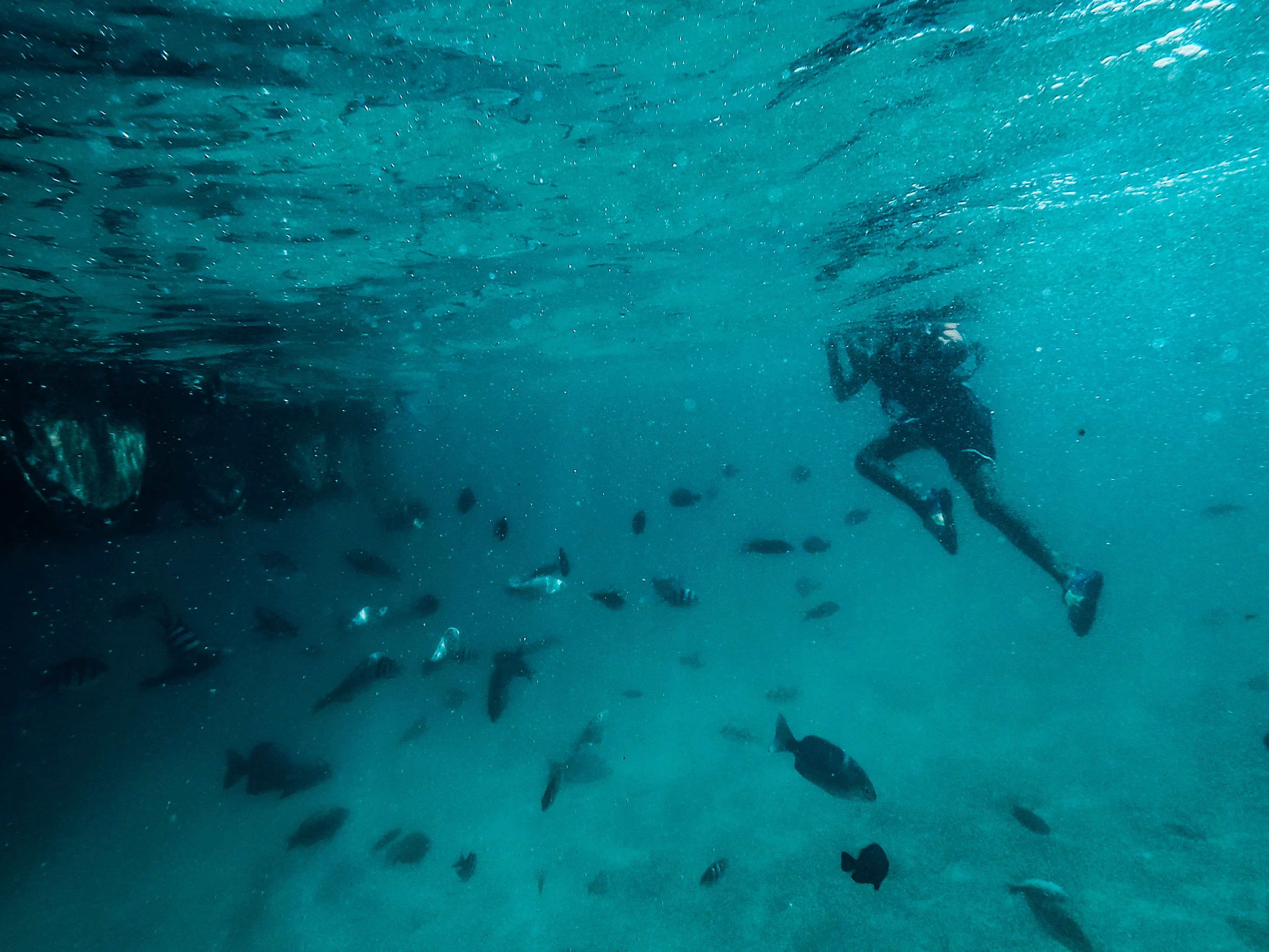 Siquijor Itinerary, How to get to Looc Fish Sanctuary, Looc Fish Sanctuary travel guide, things to do in Looc, Looc Fish Sanctuary