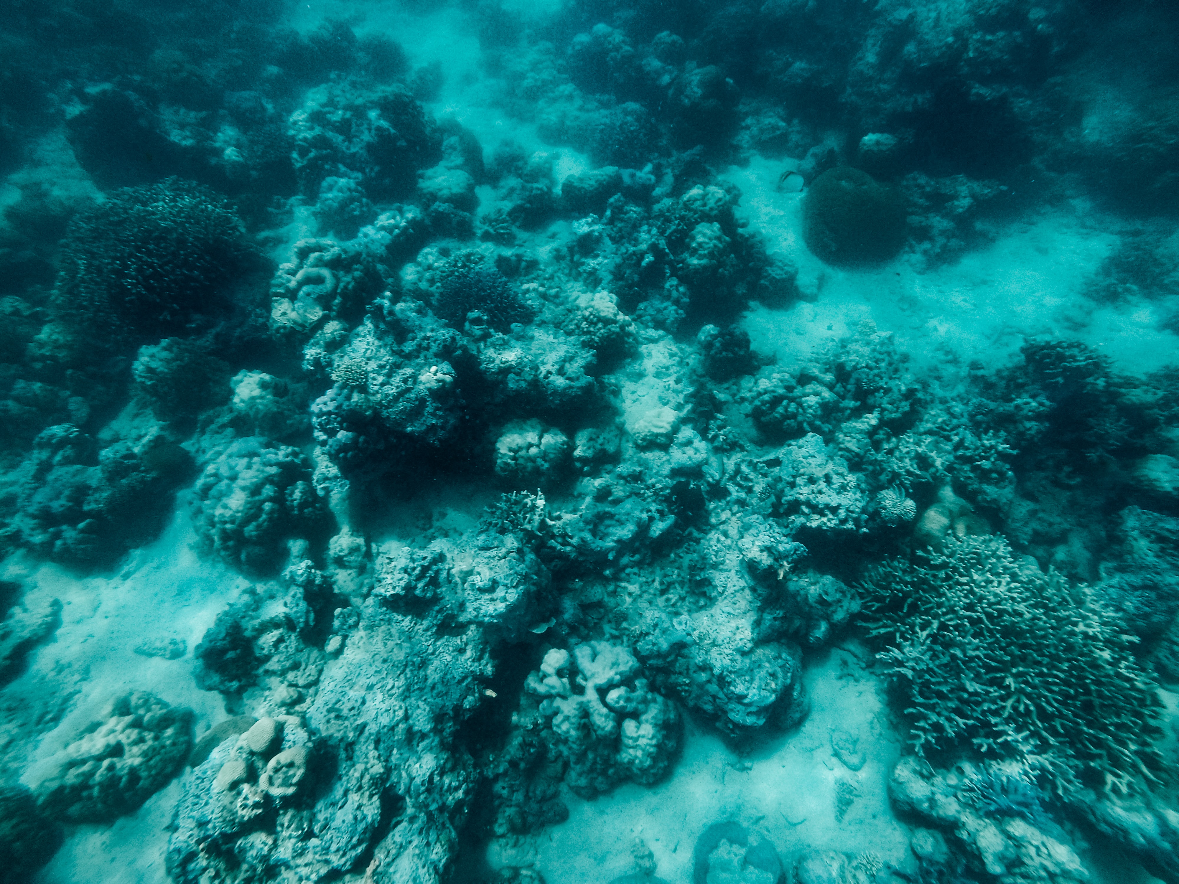 How to get to Carabao Island, Carabao Island travel guide, what to do in Carabao Island, Carabao Island, snorkeling in Carabao Island