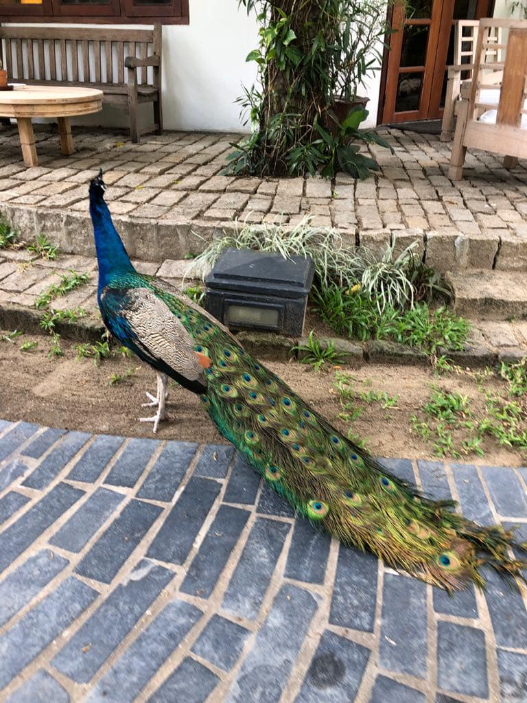 59923913 1066995496825054 1814193597419880448 n 1