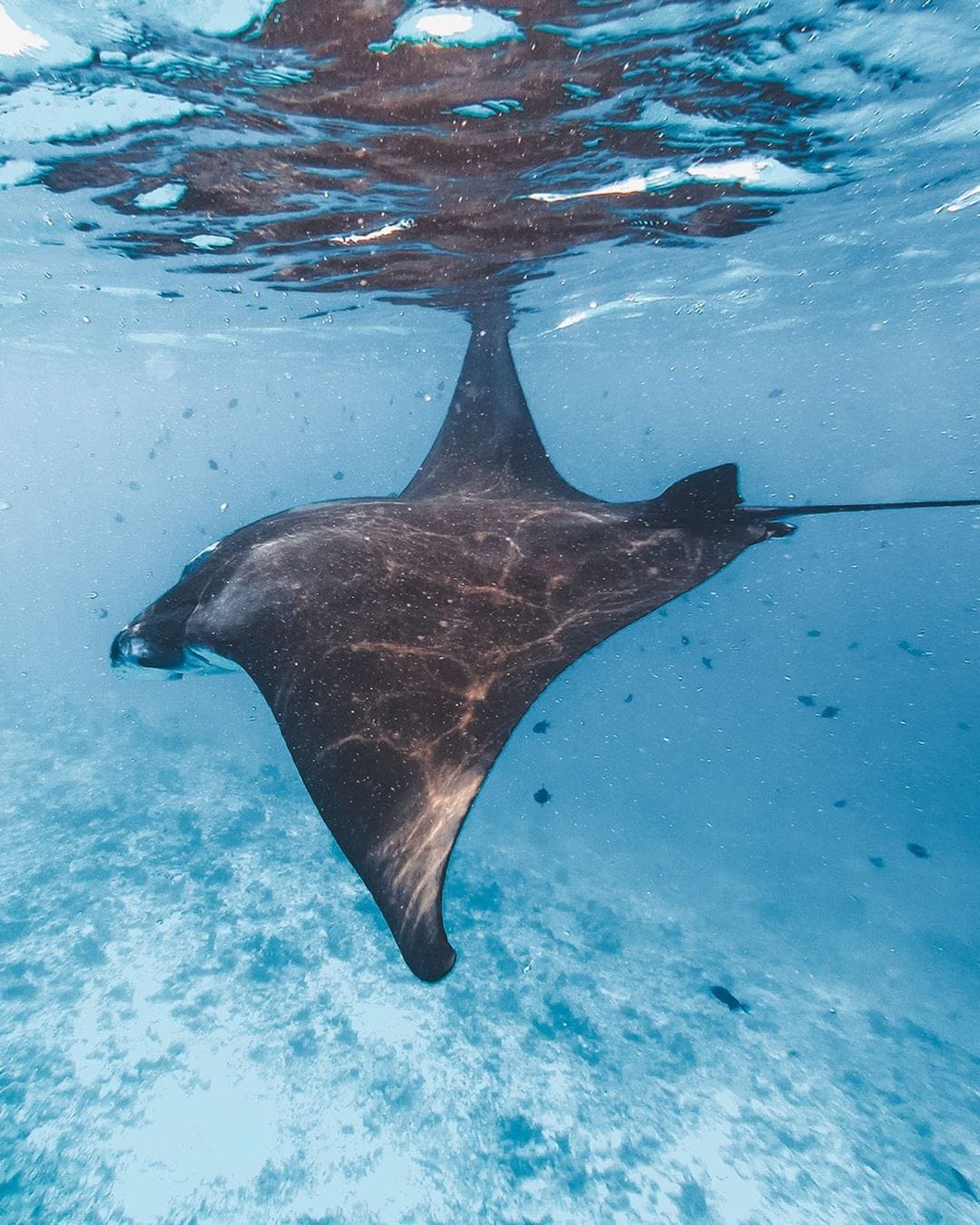 Maldives itinerary, Luxury resorts vs local islands in Maldives, Watching Manta Rays in Maldives