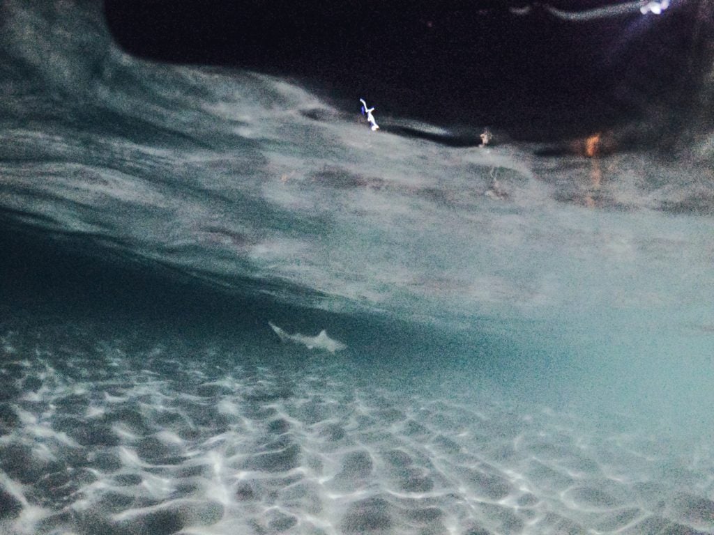 Dhiffushi travel guide, things to do in Dhiffushi, Dhifushi Island, feeding manta rays, feeding baby sharks