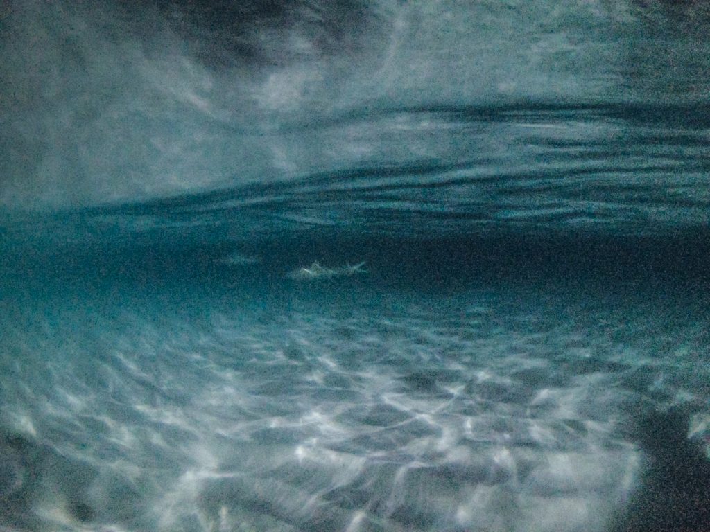 Dhiffushi travel guide, things to do in Dhiffushi, Dhifushi Island, feeding baby sharks, feeding manta rays