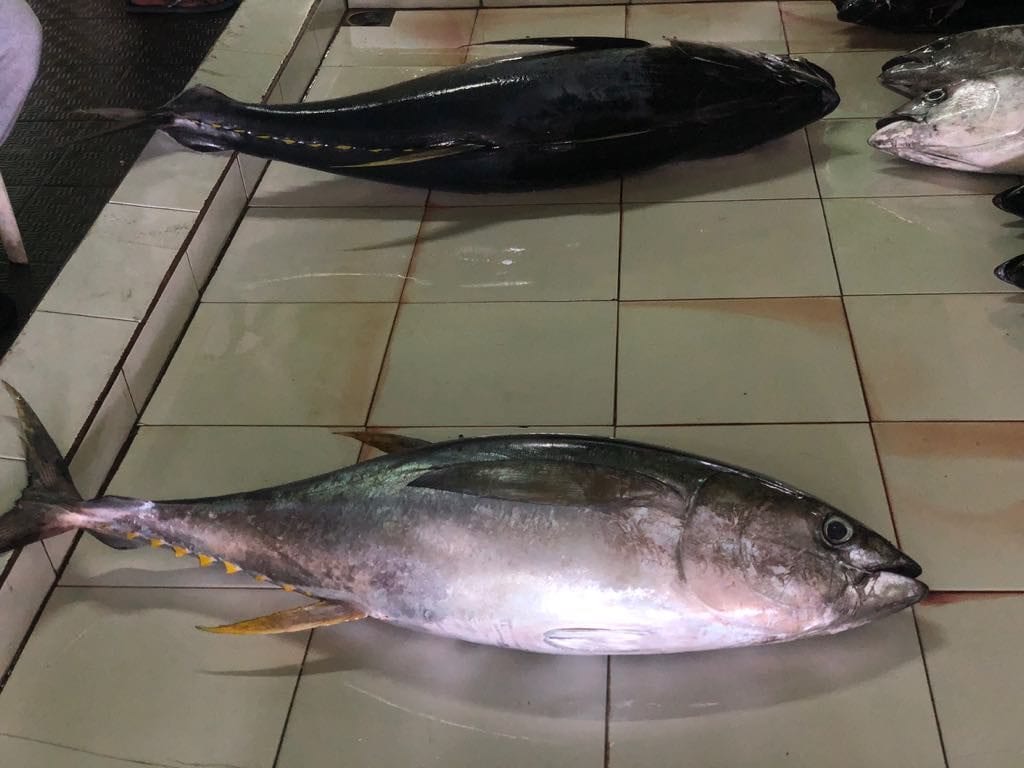  things to do in Male, Male, Male travel guide, fish market in Male