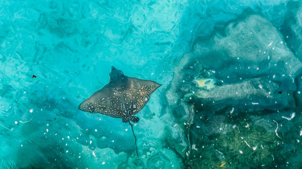 Park Hyatt Hadahaa Maldives Travel Guide eagle ray