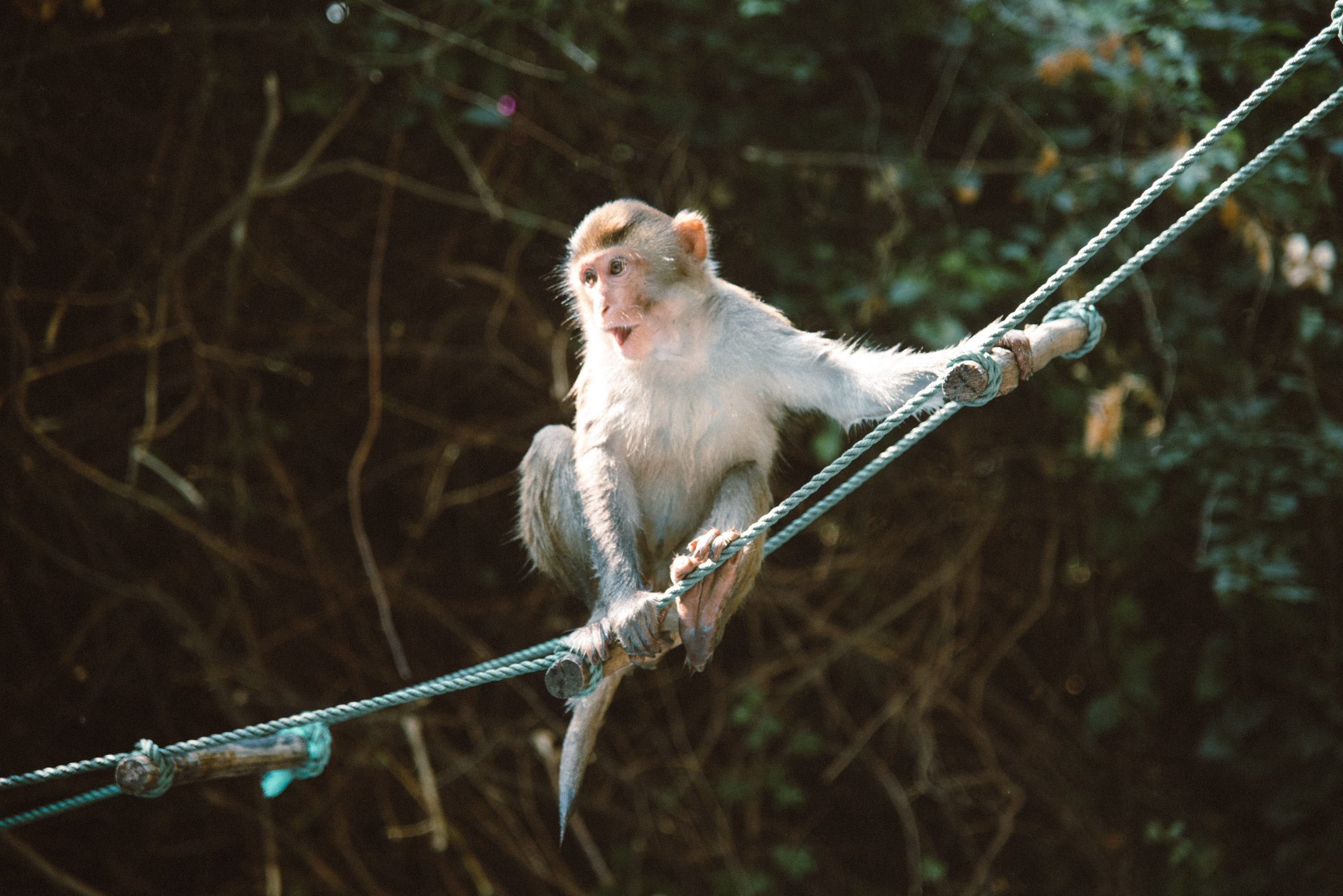 Shoushan in Kaohsiung