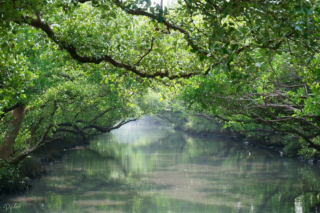 Sicao Mangrove Tainan