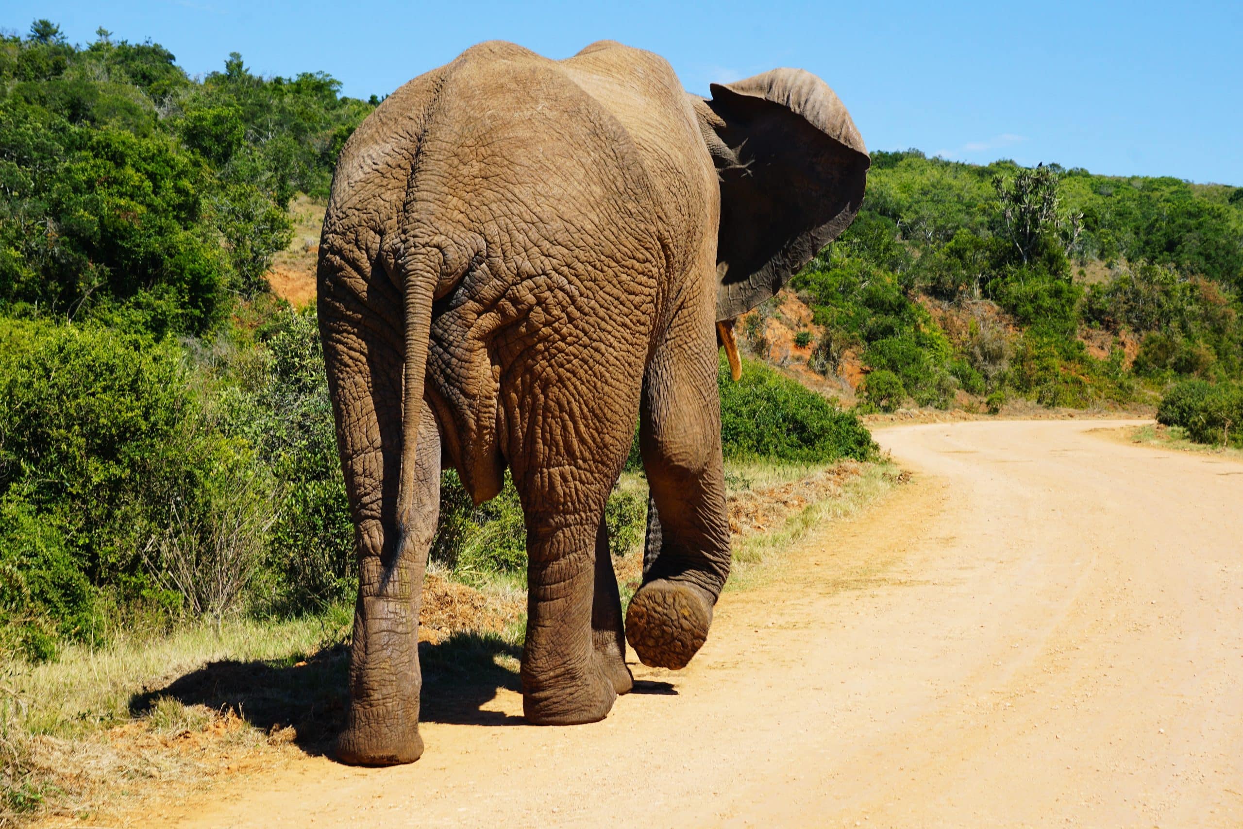 Addo Elephant National Park South Africa scaled