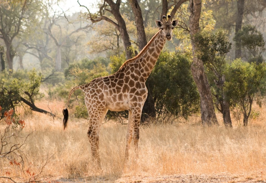 Kruger National Park, South Africa, Top 6 Self-Drive Parks of Africa