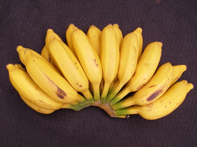 Philippine Fruits: 25 Best Fruits in the Philippines to Try 14 Latundan Banana, national fruit of the philippines, philippine fruits, filipino fruits, fruits in the philippines