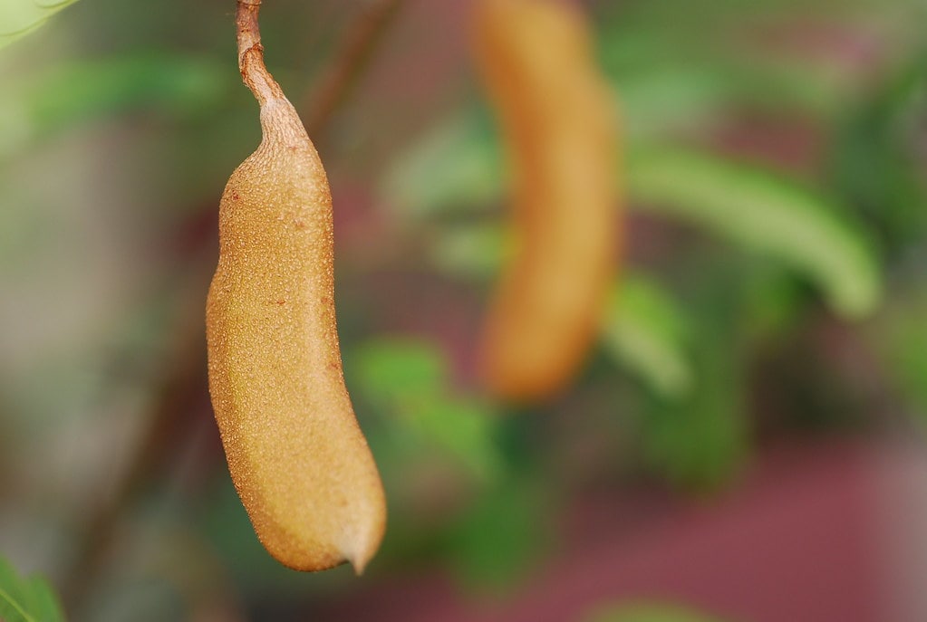 Philippine Fruits: 25 Best Fruits in the Philippines to Try 20 Sampaloc