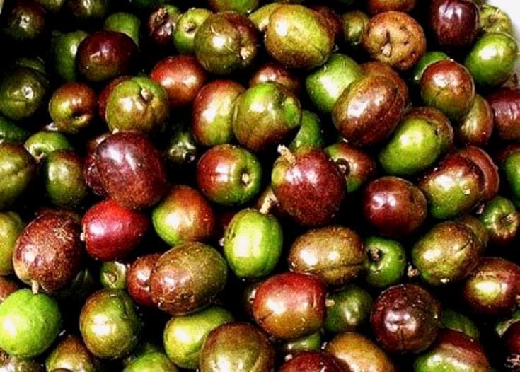 Philippine Fruits: 25 Best Fruits in the Philippines to Try 22 Siniguelas,