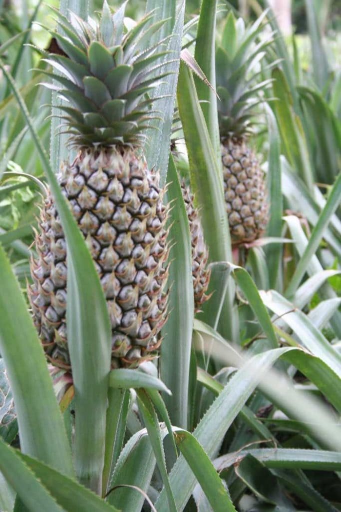 Philippine Fruits: 25 Best Fruits in the Philippines to Try 18 Pineapple,