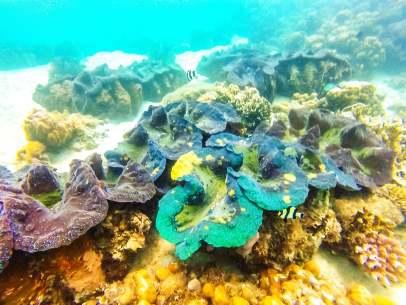 Giant Clam Sanctuary