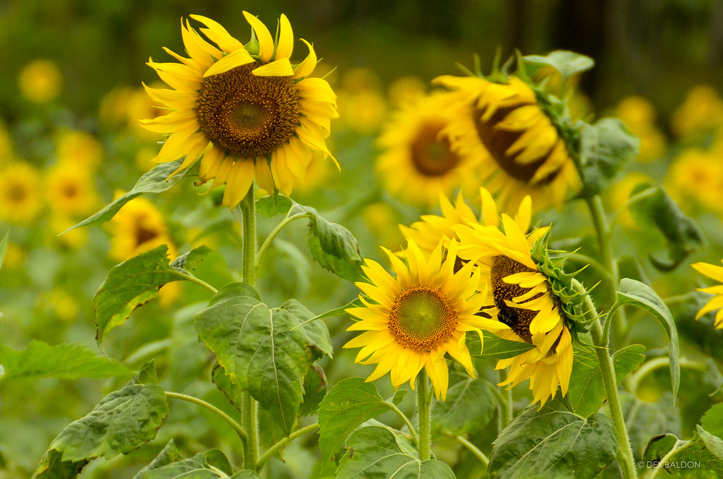 Ligao City’s Sunflower Farm, albay tourist spots, things to do in albay