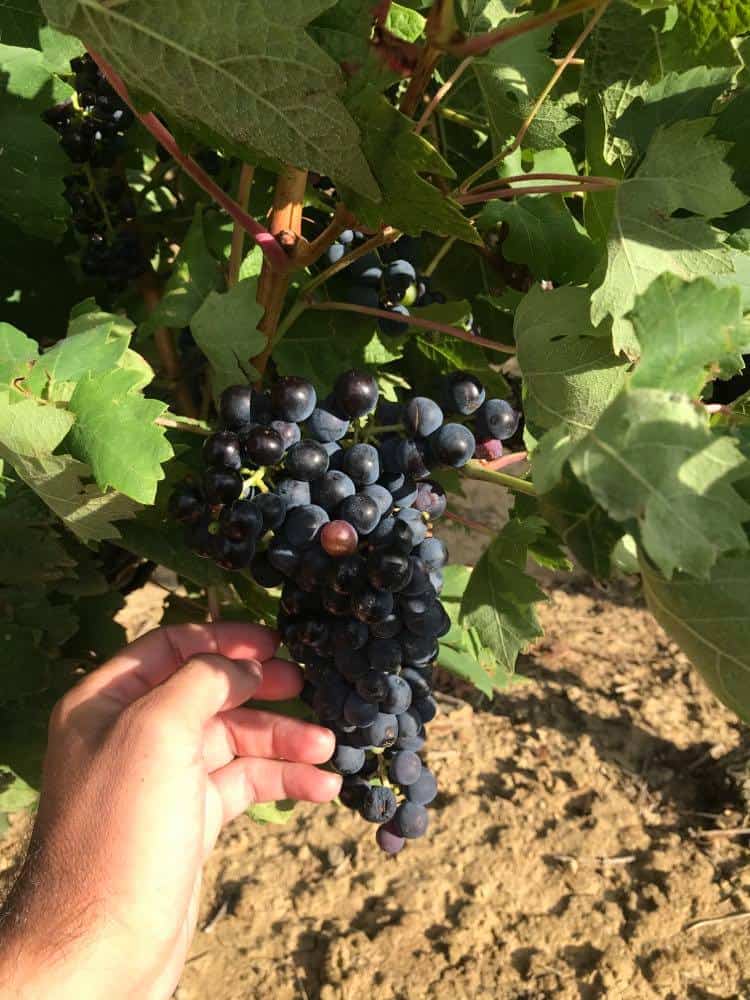 vineyards, 10 Most Affordable Places to Buy a House in Spain