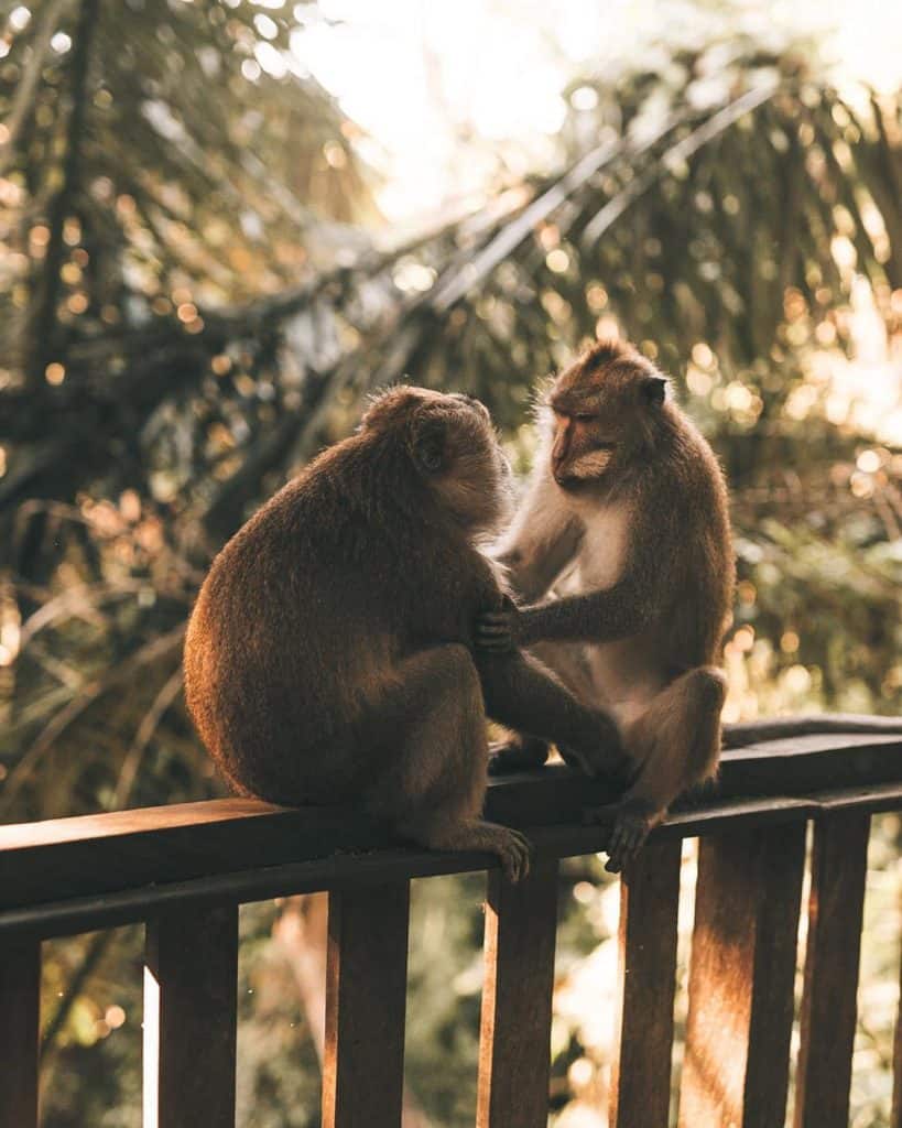 Moneky forest, Kecak dance, Ubud itinerary