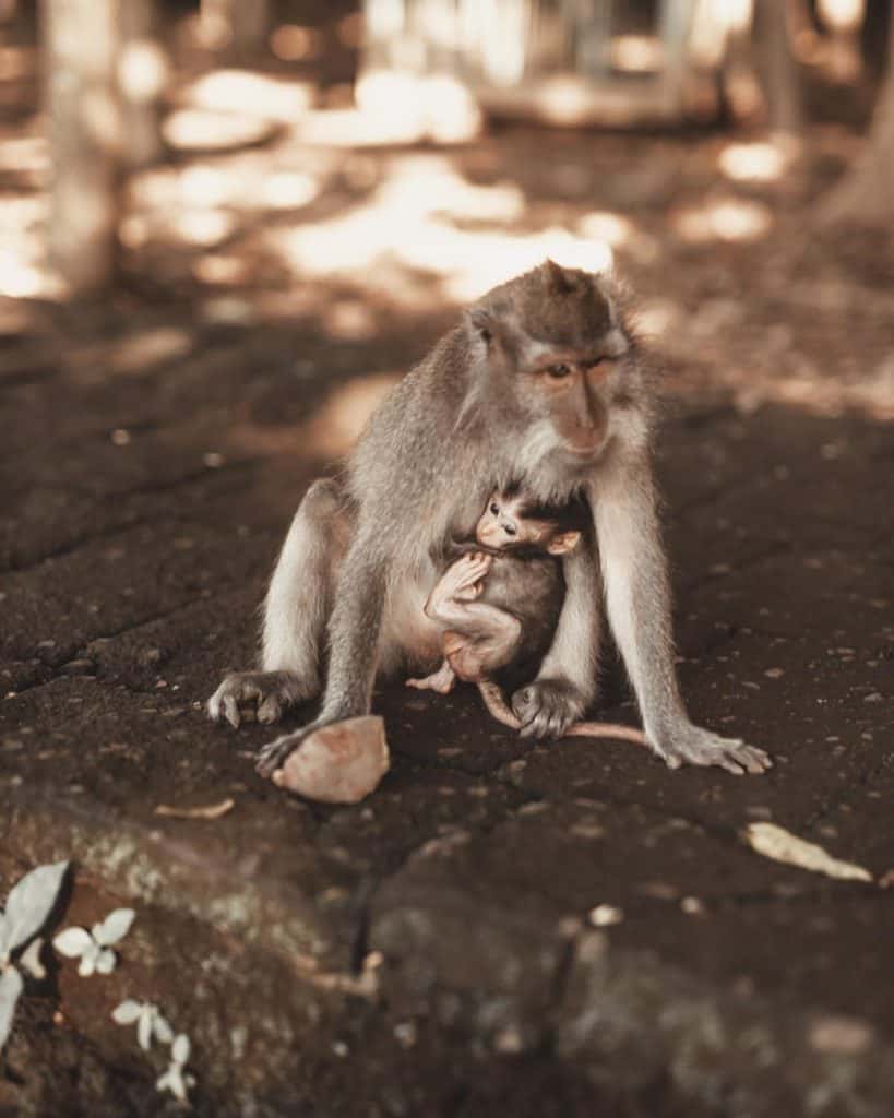 Kecak dance, Ubud itinerary