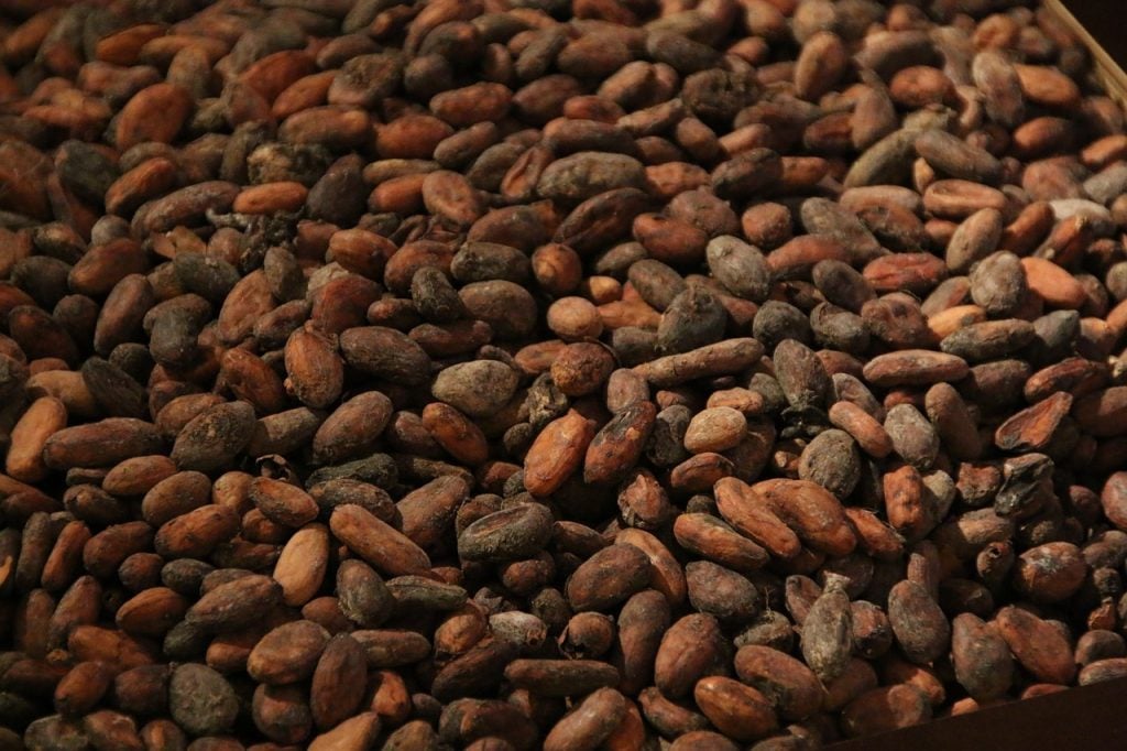 Cacao in Ecuador