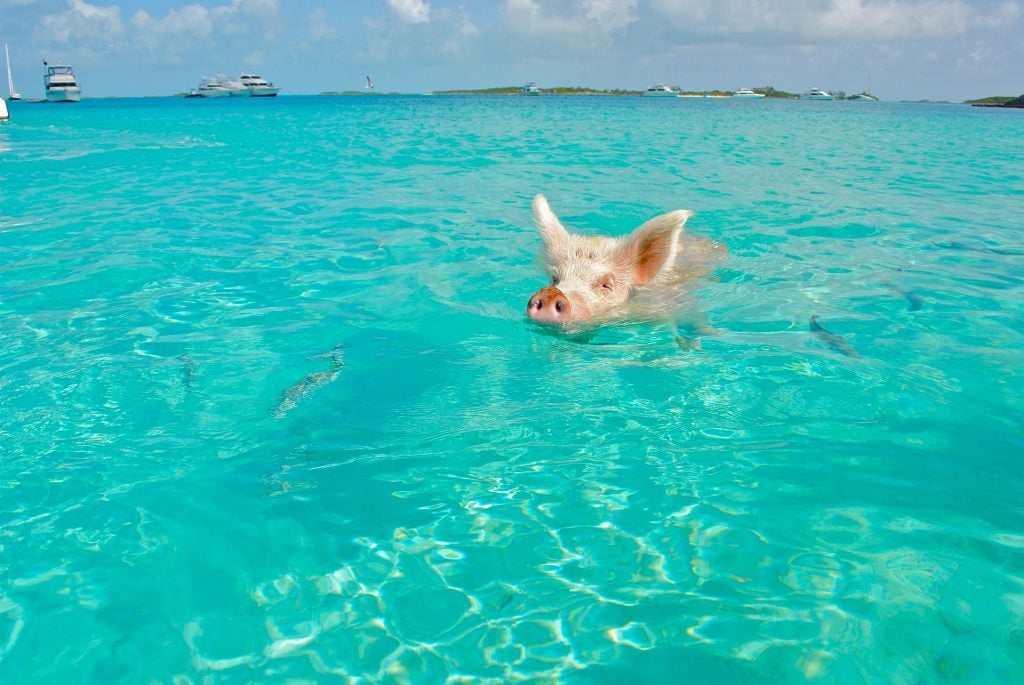 Bahamas Travel Tips, things to know before visiting Bahamas, facts about Bahamas, Swimming With The Pigs in Bahamas