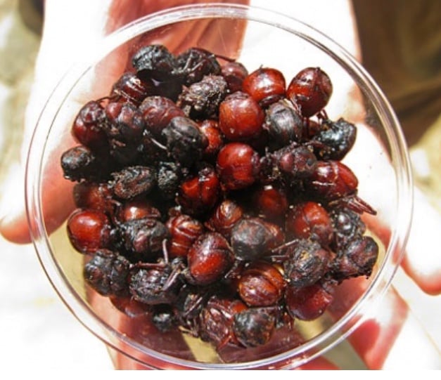 Hormigas Culonas, food in Colombia, Colombian food, traditional food in Colombia, Colombian dishes, Colombian cuisine