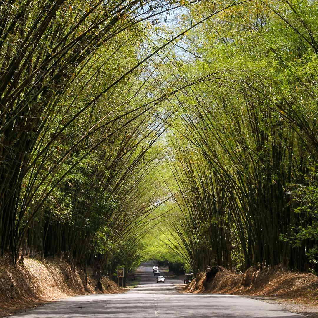 Jamaica instagram spots, most instagrammable places in Jamaica, Jamaica photos, Jamaica photography, Bamboo Avenue