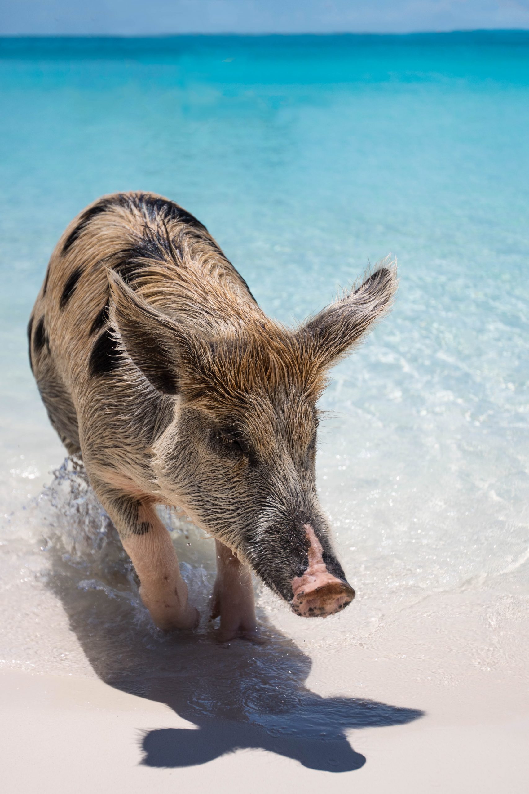 Pig Beach in the Bahamas scaled