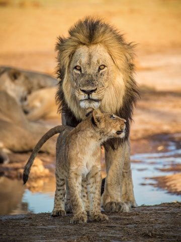 BTC Mobile Botswana sim card, Mascom Wireless Botswana sim card, Orange Botswana sim card, Botswanan sim card, best tourist sim card Botswana, Botswana sim card for tourists, best sim card for Botswana, Botswana prepaid sim card, Botswana sim card for tourist, tourist sim card Botswana, prepaid sim card Botswana, Botswana tourist sim card, sim card in Botswana, sim card Botswana, Botswana sim card airport, Botswana sim card, Prepaid Botswana Sim Card, Botswana data sim card, Botswanan data sim card, a Botswana data SIM card