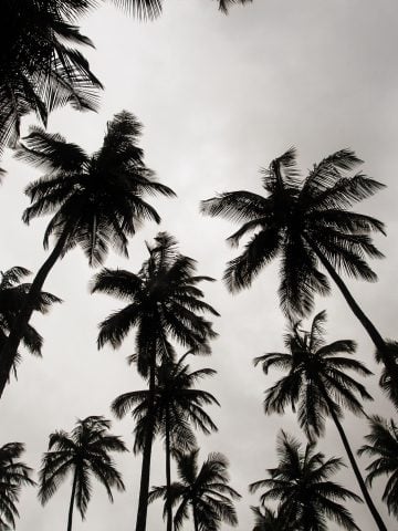 LoneStar Cell Liberia sim card, Orange Liberia sim card, Liberian sim card, best tourist sim card Liberia, Liberia sim card for tourists, best sim card for Liberia, Liberia prepaid sim card, Liberia sim card for tourist, tourist sim card Liberia, prepaid sim card Liberia, Liberia tourist sim card, sim card in Liberia, sim card Liberia, Liberia sim card airport, Liberia sim card, Prepaid Liberia Sim Card, Liberia data sim card, Liberian data sim card, a Liberia data SIM card