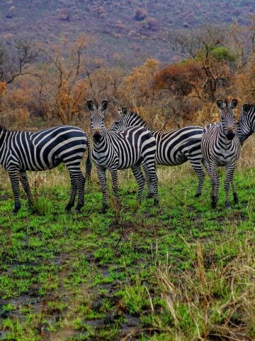 MTN Rwanda sim card, Airtel Rwanda sim card, kt Rwanda sim card, best tourist sim card Rwanda, Rwanda sim card for tourists, best sim card for Rwanda, Rwanda prepaid sim card, Rwanda sim card for tourist, tourist sim card Rwanda, prepaid sim card Rwanda, Rwanda tourist sim card, sim card in Rwanda, sim card Rwanda, Rwanda sim card airport, Rwanda sim card, Prepaid Rwanda Sim Card, Rwanda data sim card, Rwandan data sim card, Rwandan sim card, a Rwanda data SIM card