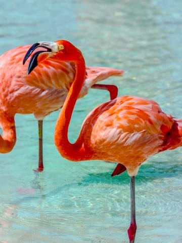 best Aruba esim, Aruba esim, Aruba esim unlimited data, unlimited data esim Aruba, best esim for Aruba, Aruba tourist esim, esim Aruba, Aruba esim, Aruba esim for tourist, Aruba esim for tourist, Aruba prepaid esim, Prepaid eSim in Aruba, cheapest esim in Aruba, best data plan esim Aruba, Airalo Aruba Esim, Holafly Aruba eSim, Nomad eSim Aruba, MTX Connect eSim Aruba, data eSim in Aruba, Airalo Aruba esim discount code, Holafly Aruba discount code, Nomad Aruba esim discount code, Ubigi Aruba esim discount code